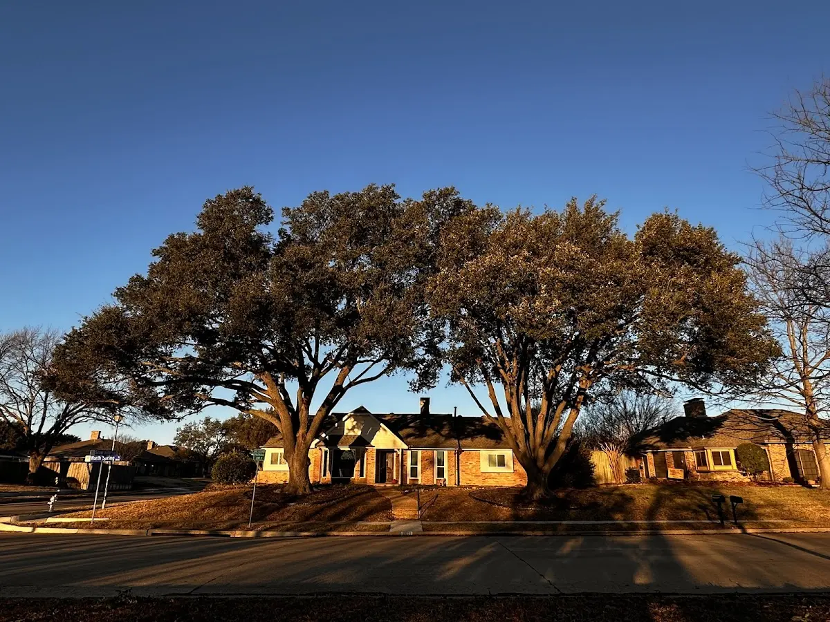 Established residential canopy tree shading a home in Strunk